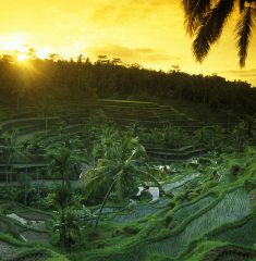 Ubud