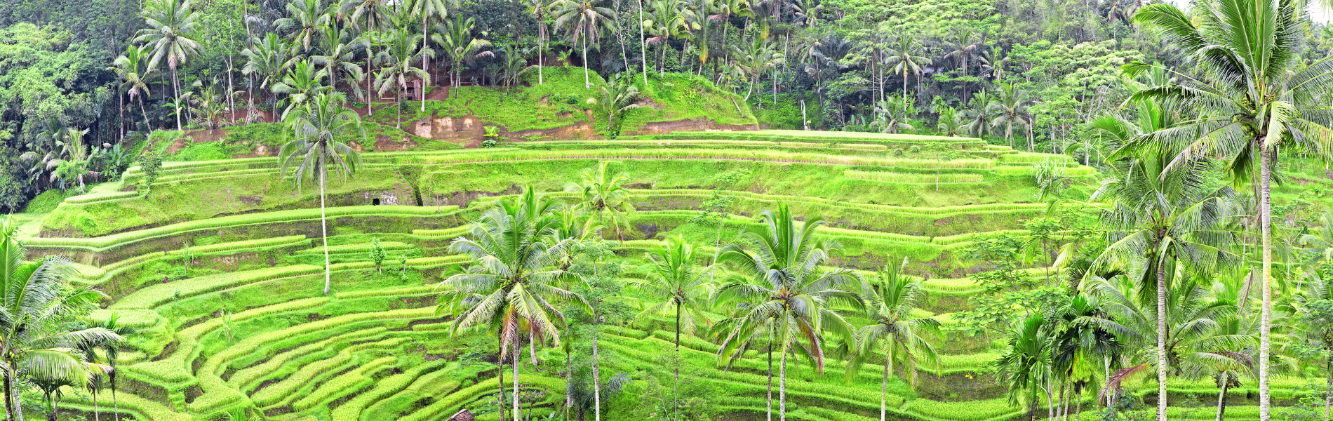 Ubud Cultural and Scenic Tour