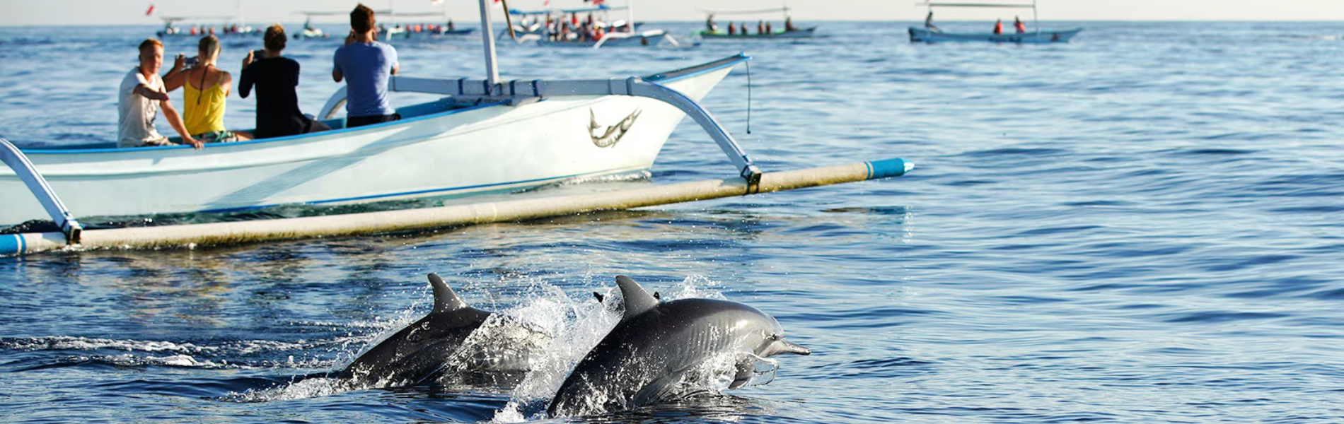 North Bali Dolphins Tour